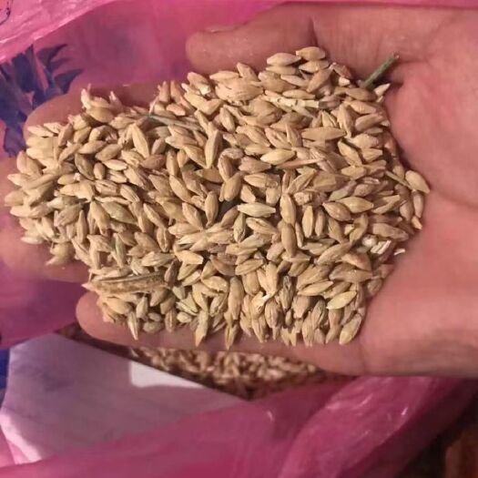霍尔果斯哈萨克斯坦大麦