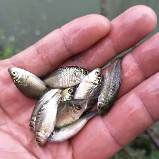  中科5号鲫鱼苗，抗病能力强，生长速度快，欢迎来电咨询！