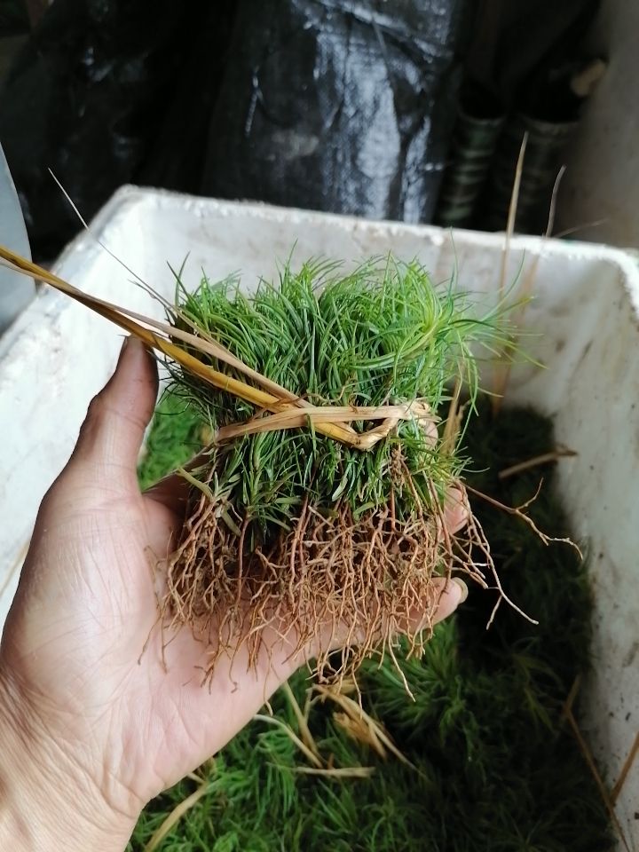 香杉 杉木小苗，适合移植大棚杯苗