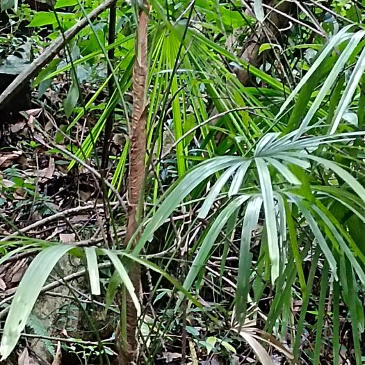 隆林县山里的棕竹，金山棕，做盆景和工艺品。