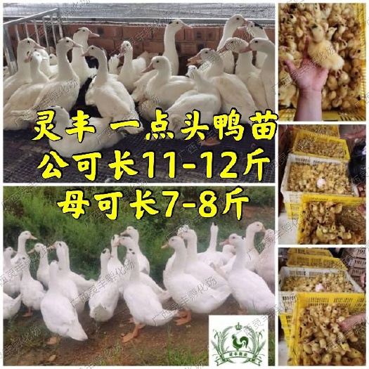南宁肉鸭苗  大种一点头鸭苗 M18鸭苗''螺鸭苗 疫苗到位 厂