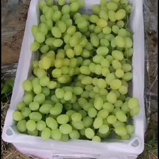 饶阳县维多利亚葡萄发货代办
