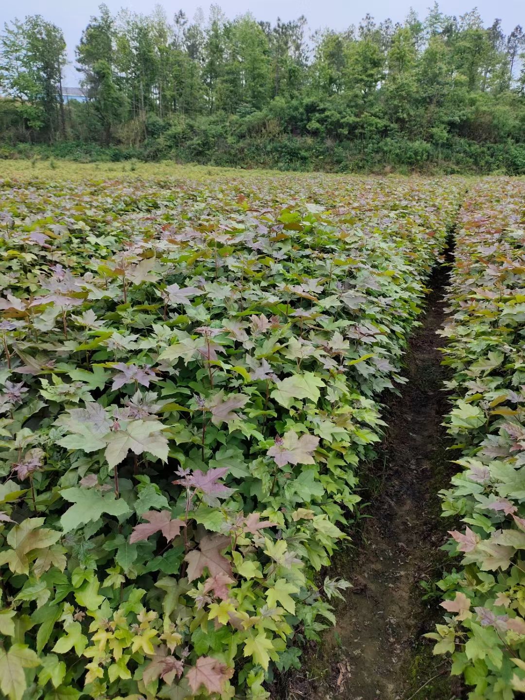 枫香苗 枫香小苗