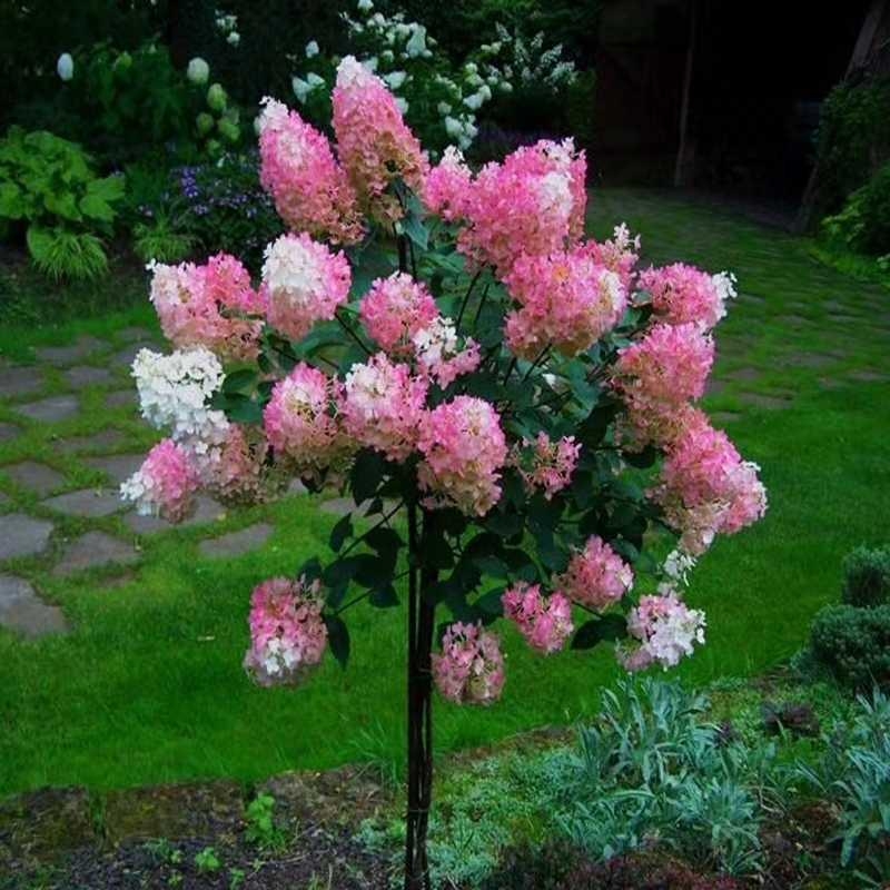 木本绣球  圆锥绣球棒棒糖大颗石灰灯香草草莓盆栽庭院白色绣球花花苗树苗