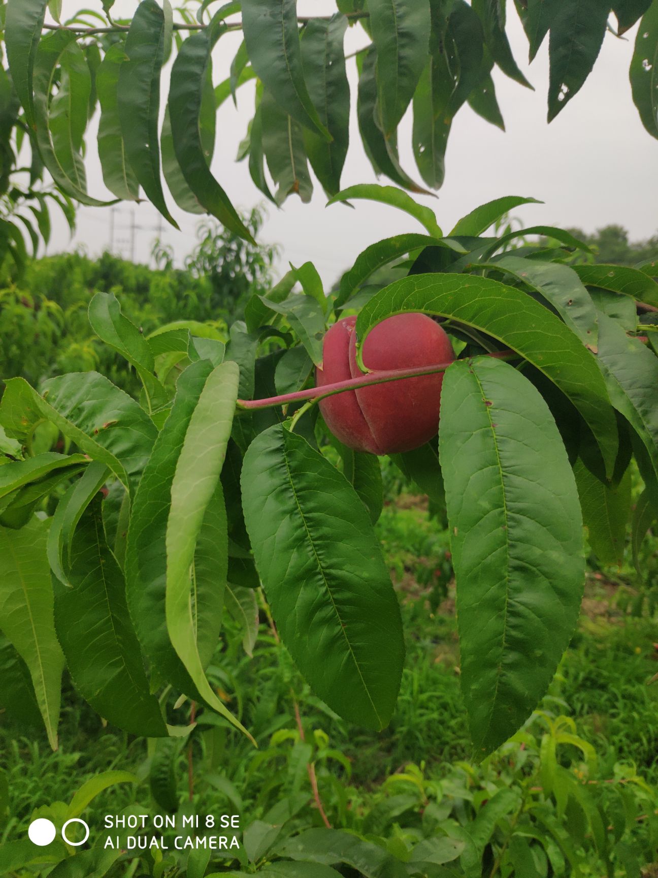 突围桃 湖北省荆门市钟祥市 一级果 