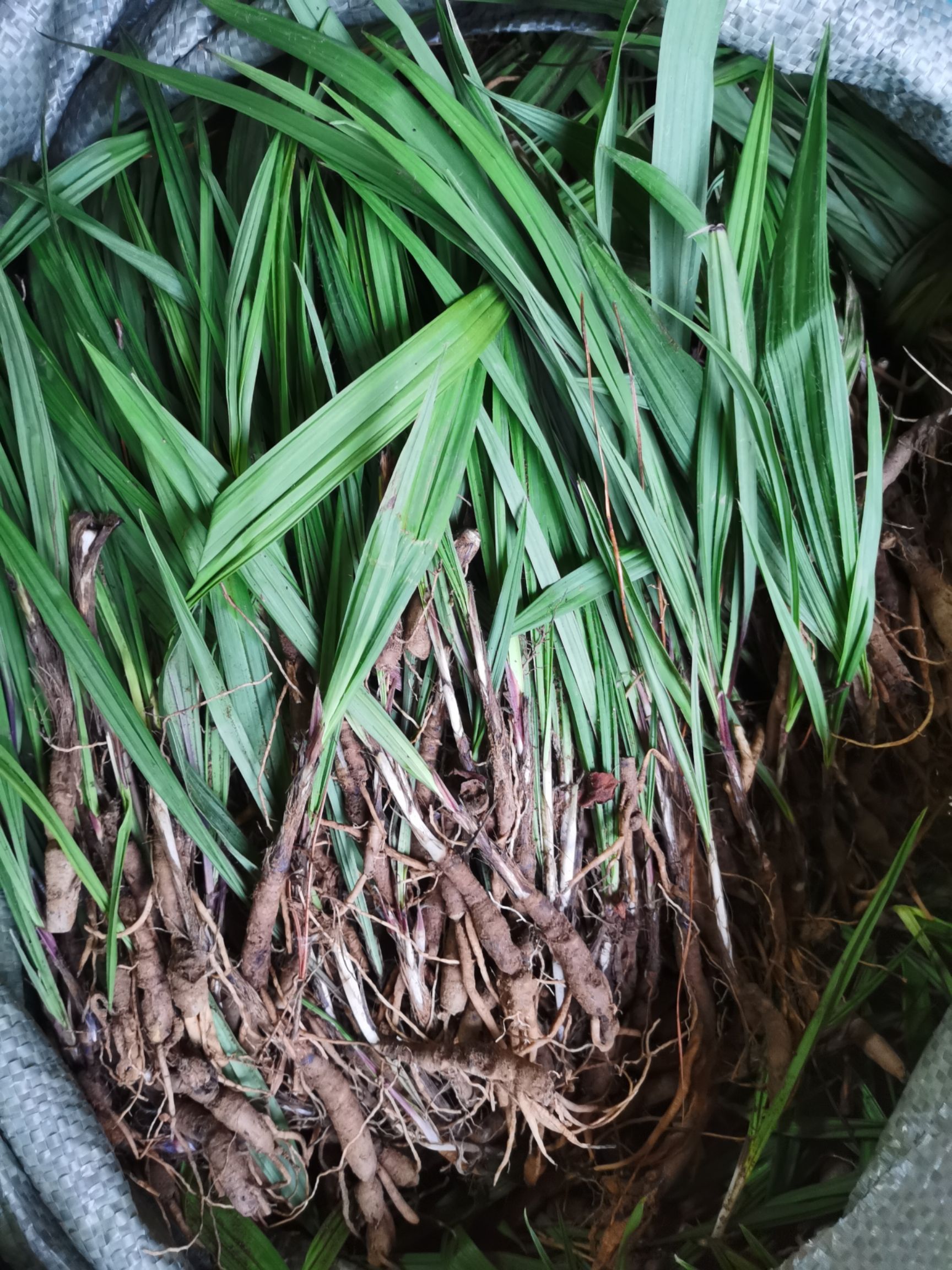 仙茅新鲜货，云南产地含量高品质保证欢迎实地看货（包邮）