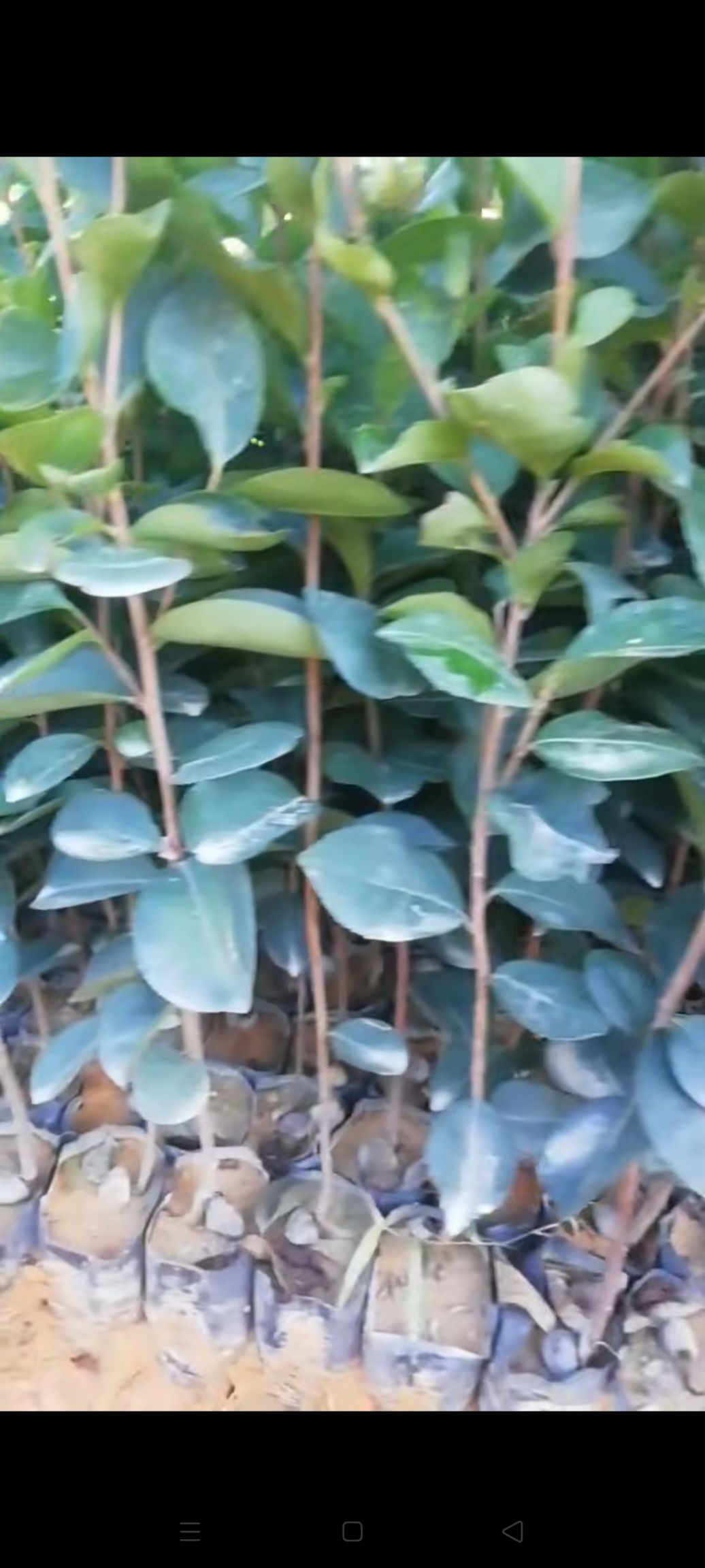 油茶树苗  油茶苗，油茶苗批发价格