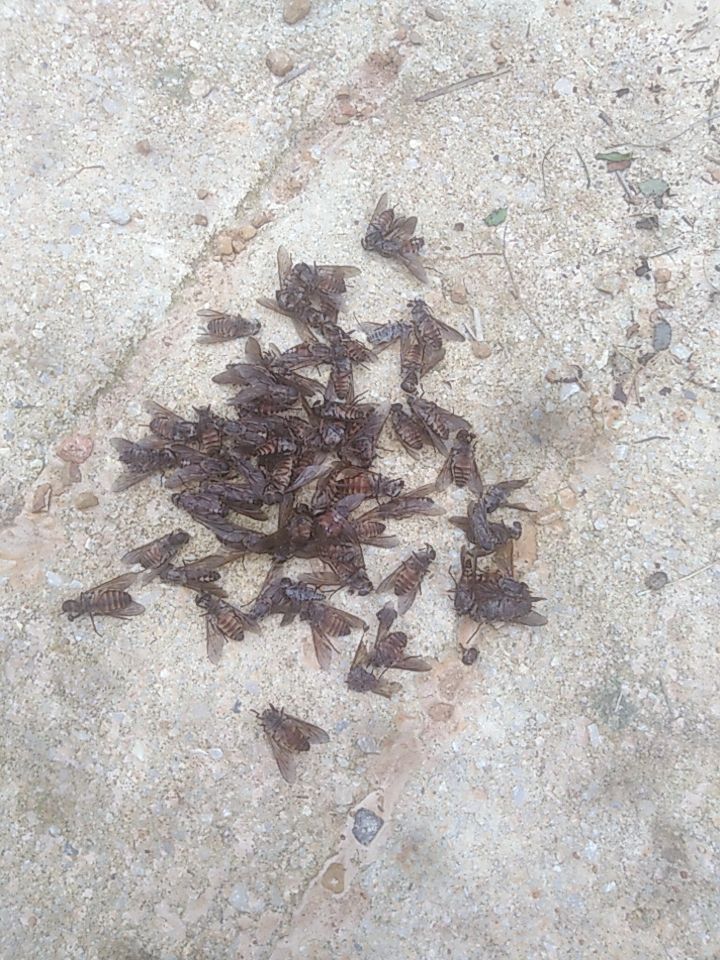  牛虻虫