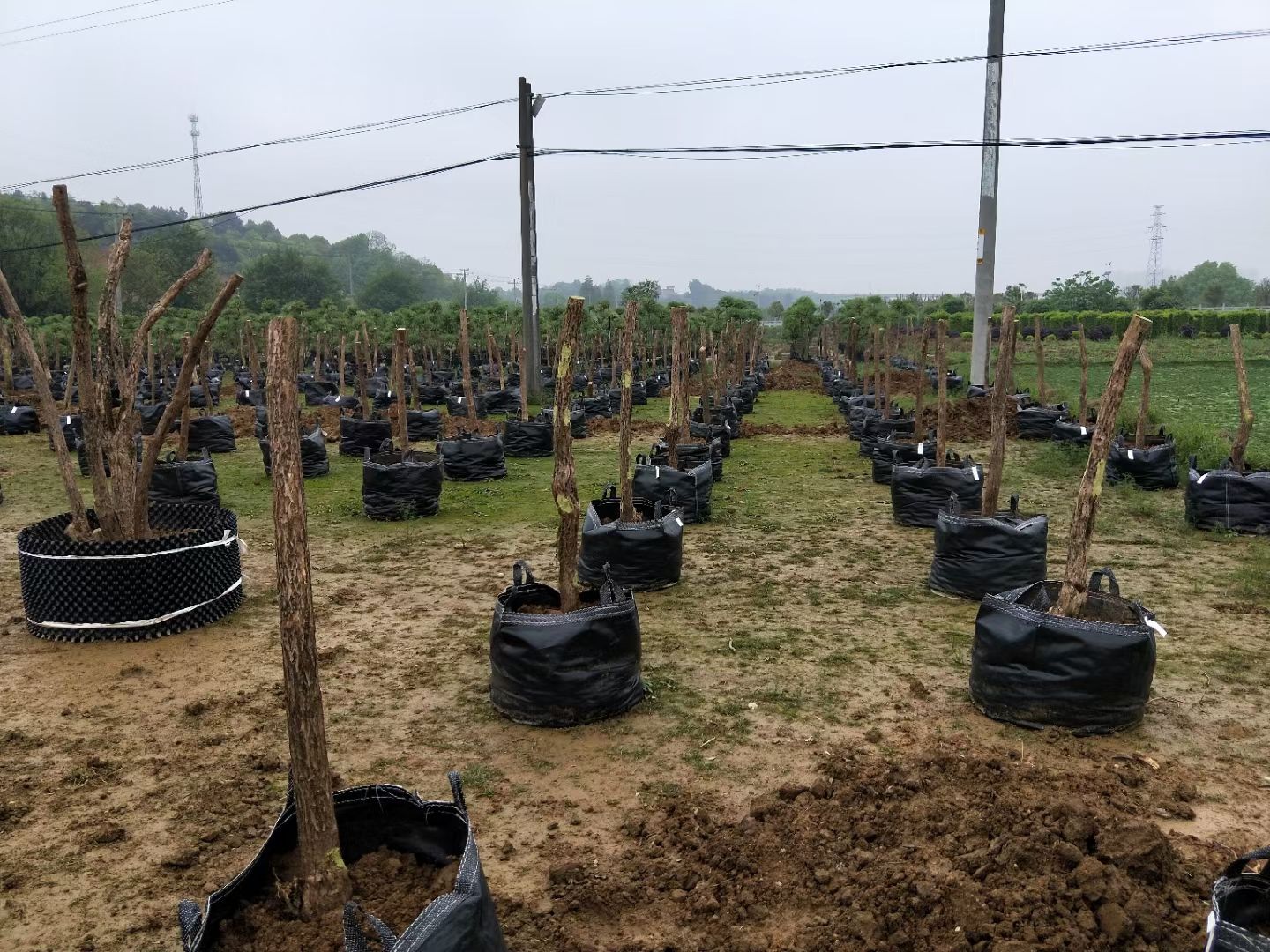 锦带花  五彩锦带 1-10公分一手货源 量大从优