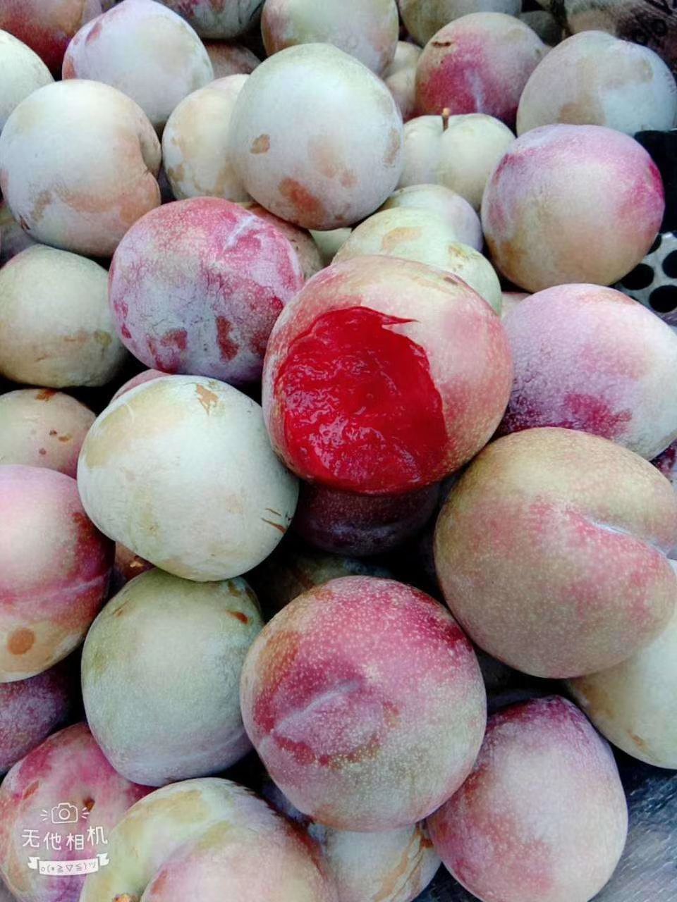 桃形李 味帝李子