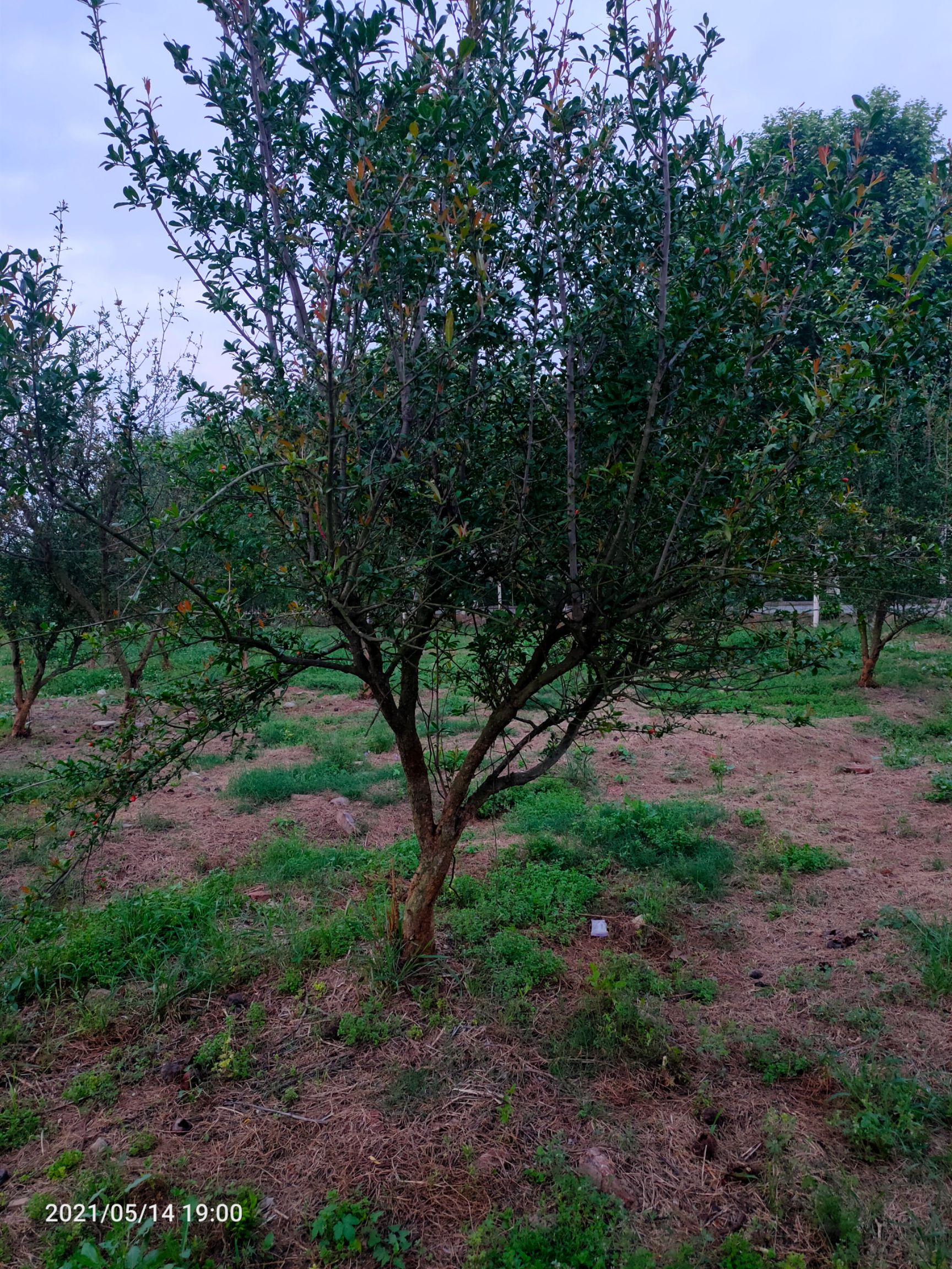 花石榴苗  怀远玉石子石榴树/花石榴/果石榴