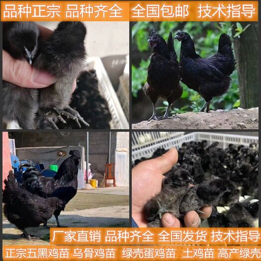 新沂市五黑鸡苗  五黑鸡绿壳蛋鸡正品五黑鸡优良品种包疫苗包路损