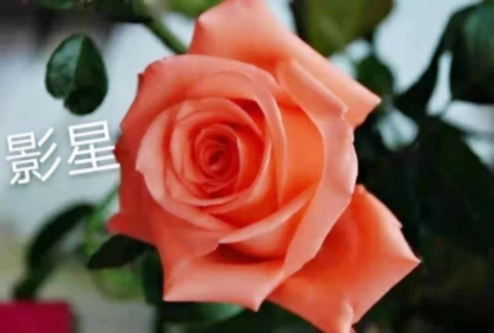 云南玫瑰苗品质优苗子好成活率高基地现取现发