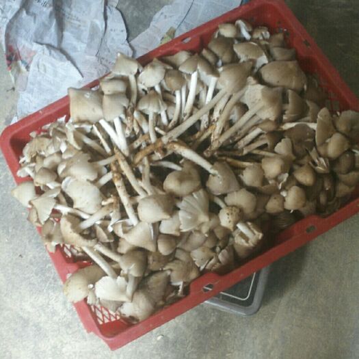 鹿寨县荔枝菌 什么价位老板