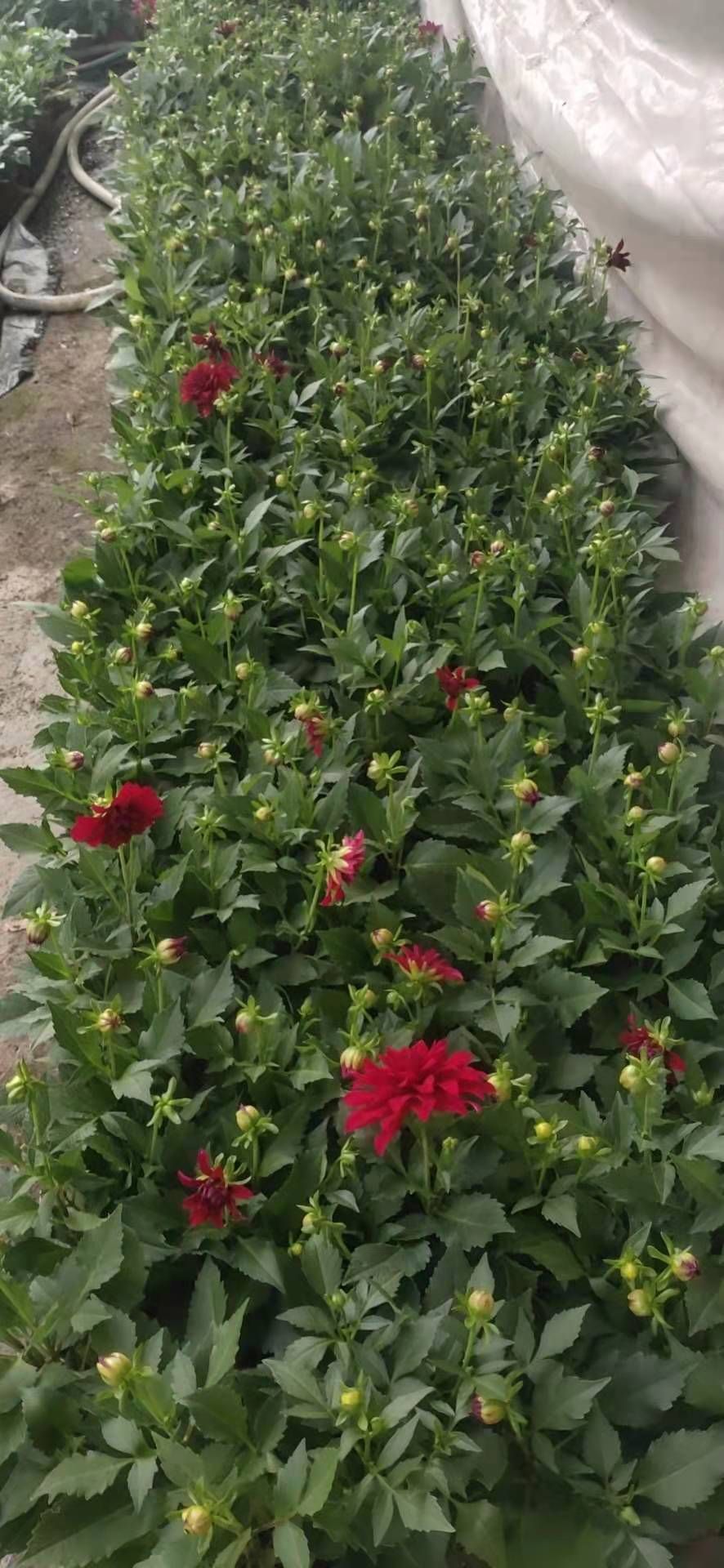 小丽花，花期长，。花色多