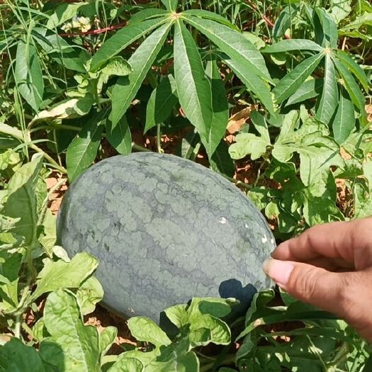 南宁 广西那思新超人黑美人西瓜个大，瓜形好甜度高。