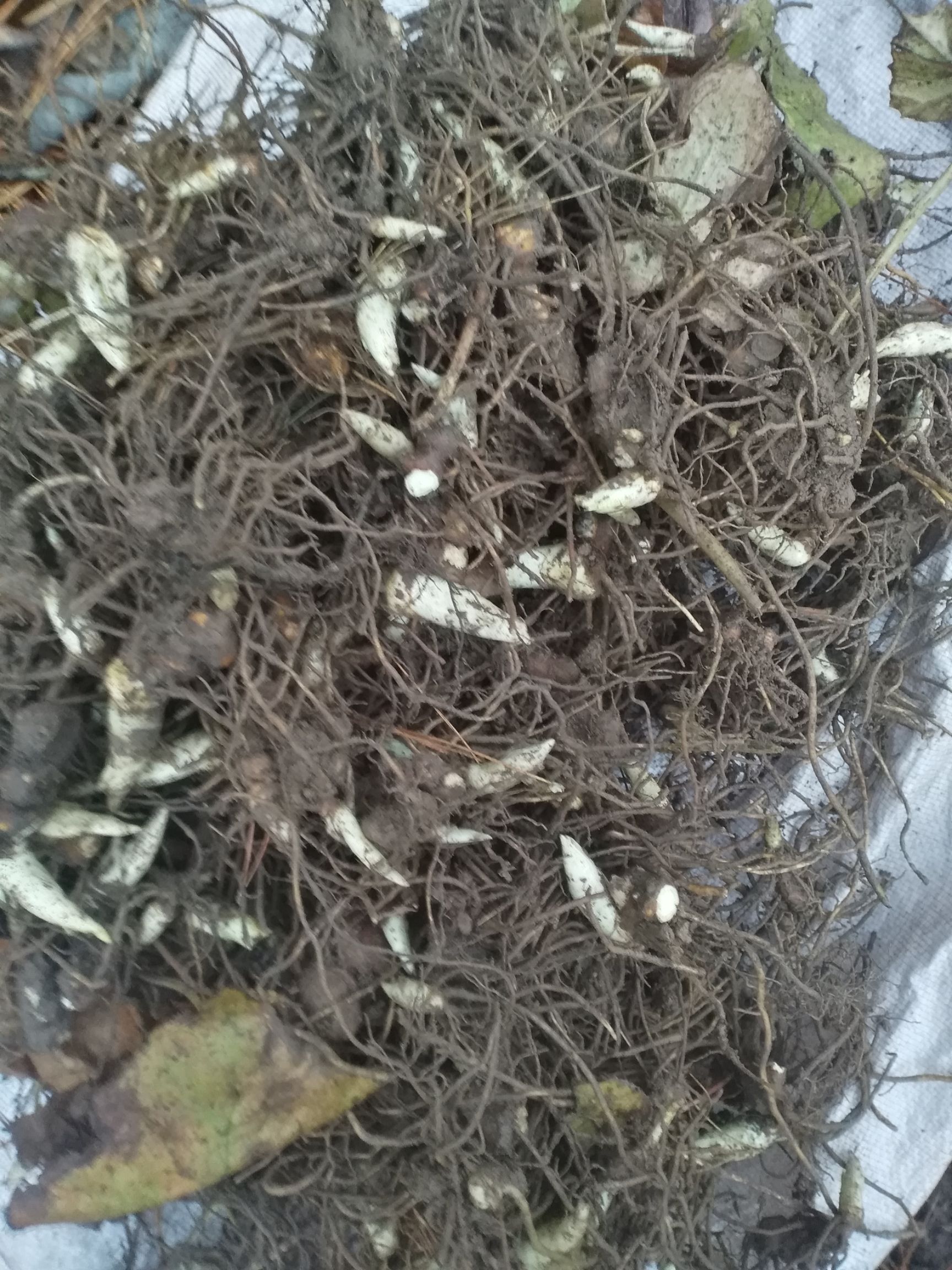 八角莲（江边一碗水）旱八角，八角金盘，千金锤鲜块茎