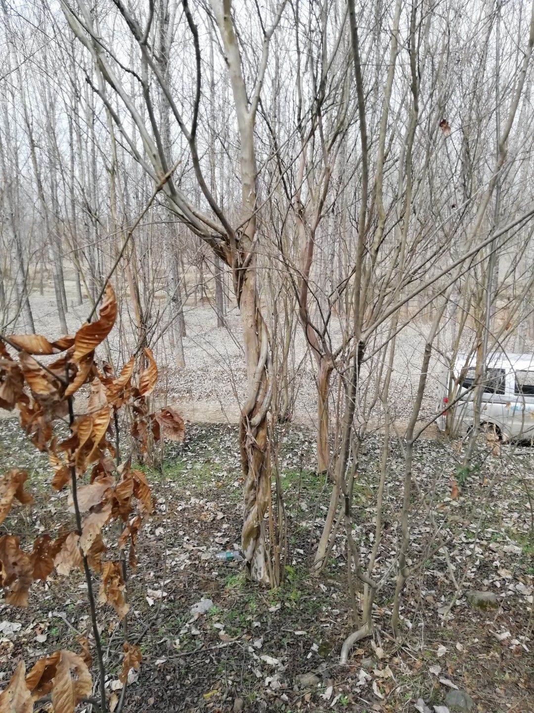 国旗红紫薇 紫薇