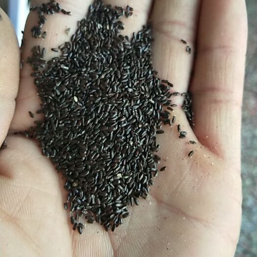 安国市薰衣草种子  新产熏衣草种子 熏衣草籽 香草种子 散装干净