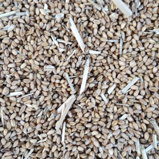 南阳2022年混合小麦毛粮，净量散装上车。