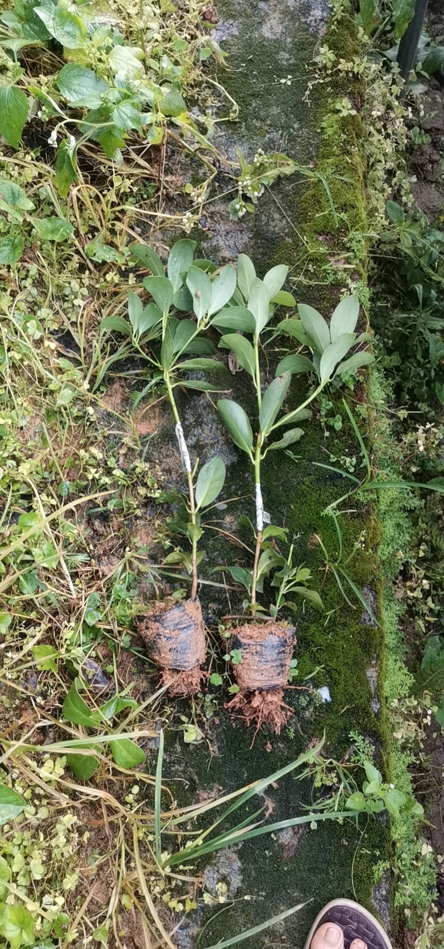 广西梧州藤县古龙镇八角树苗实生苗，嫁接苗，根须发达，种植易活