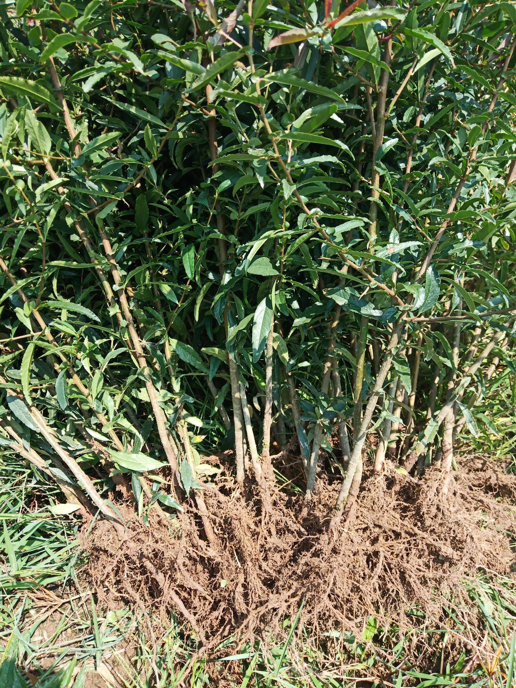 光皮木瓜苗 木瓜苗