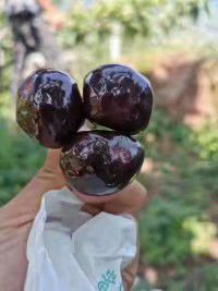 套袋车厘子  农家自产自销车厘子