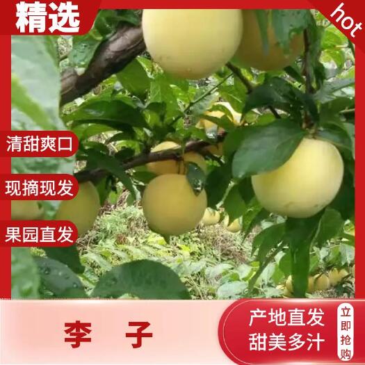 汉源县桃形李又名桃花李，新鲜采摘，纯甜多汁。货源稳定，可代办代收