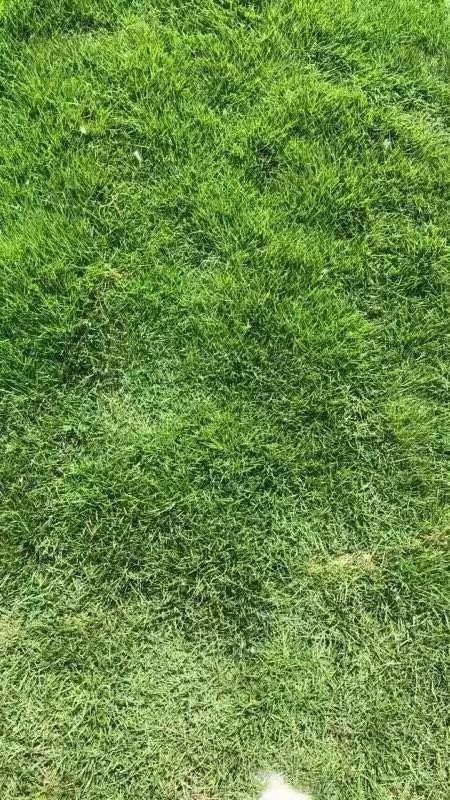 南昌县马尼拉草皮  马尼拉草卷