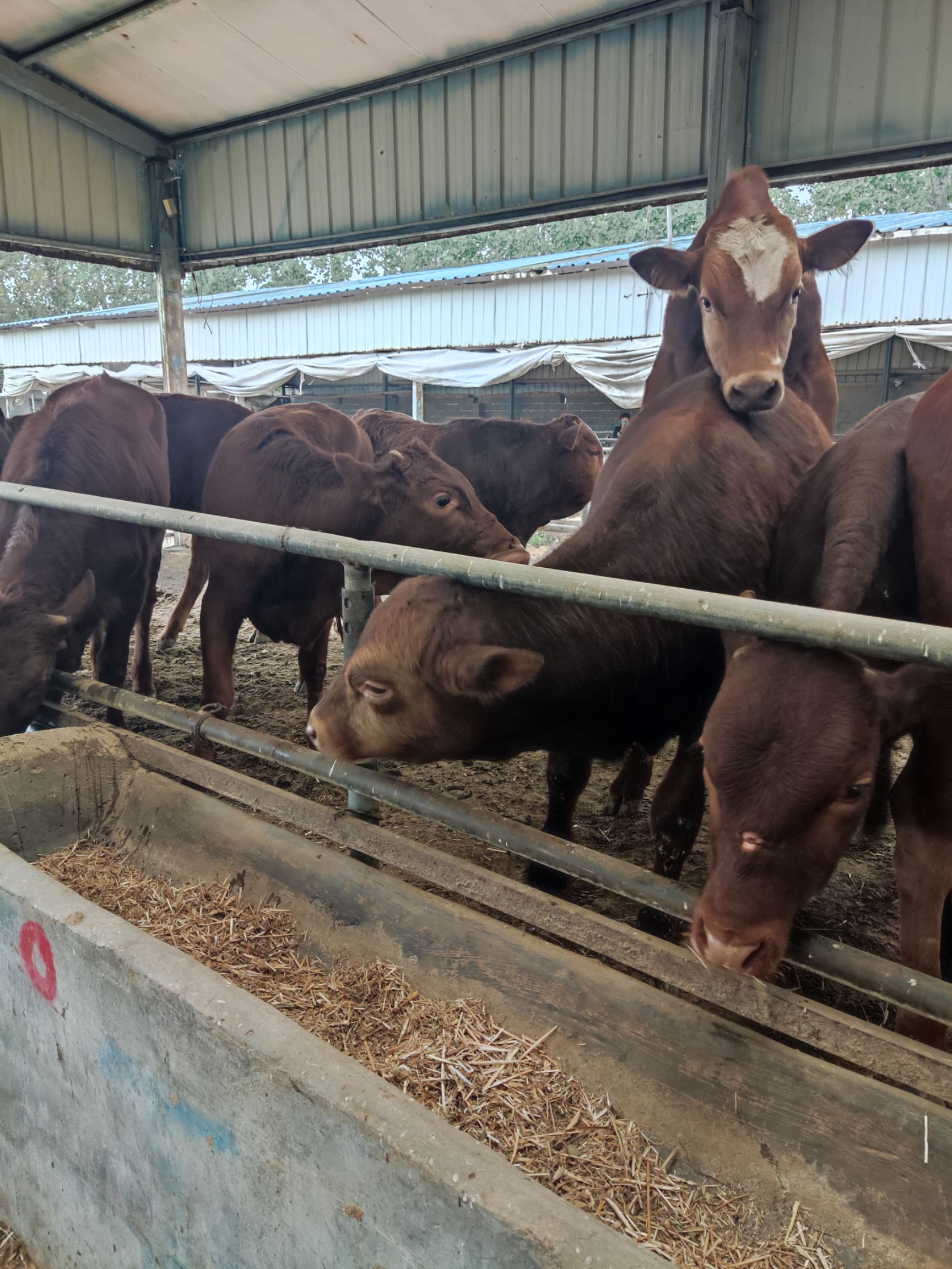 利木赞牛，长势快，休形大，适应环境强，免费送货上门签约合同。
