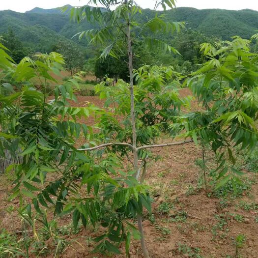 荥阳市碧根果苗  碧根果嫁接苗   实生苗