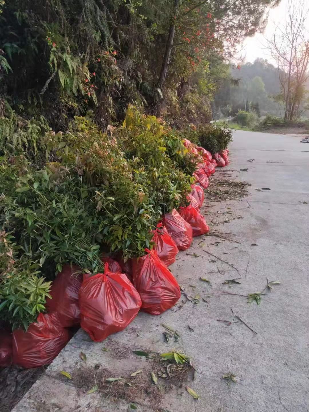  金丝楠木杯苗 金丝楠木容器苗 金丝绒楠木袋苗 桢楠杯苗