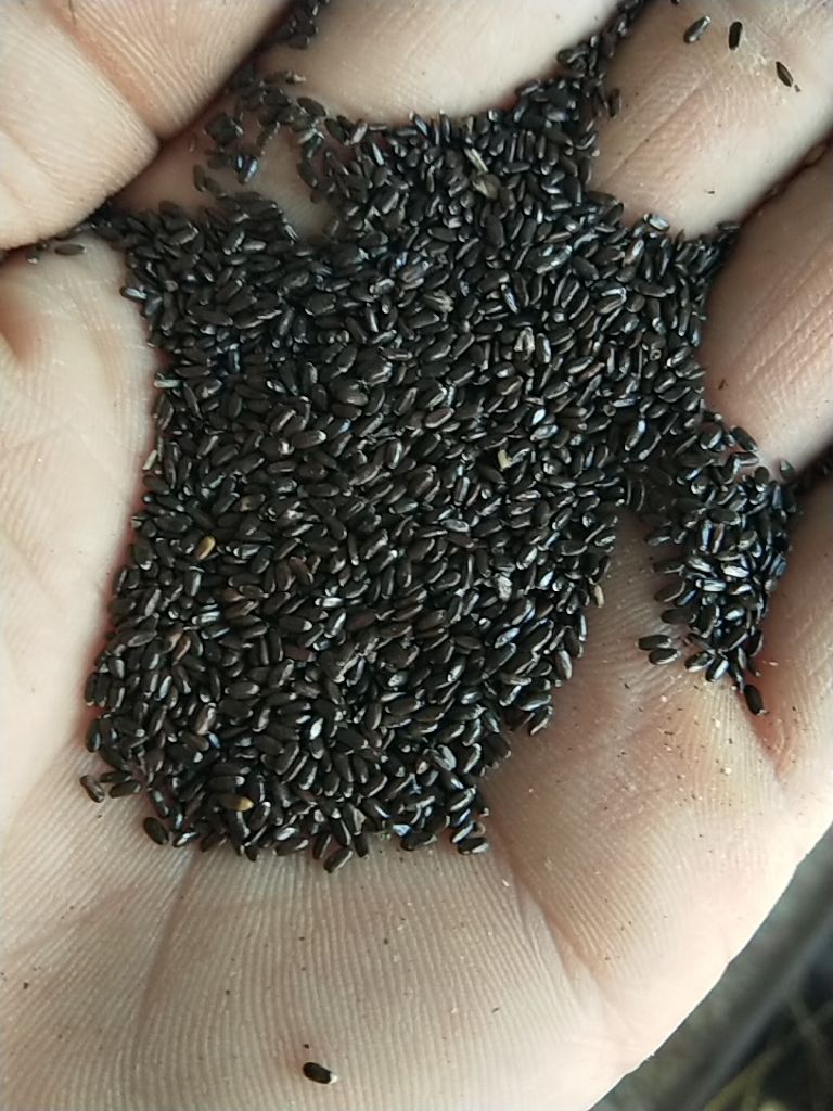 薰衣草种子  新产熏衣草种子 熏衣草籽 香草种子 散装干净