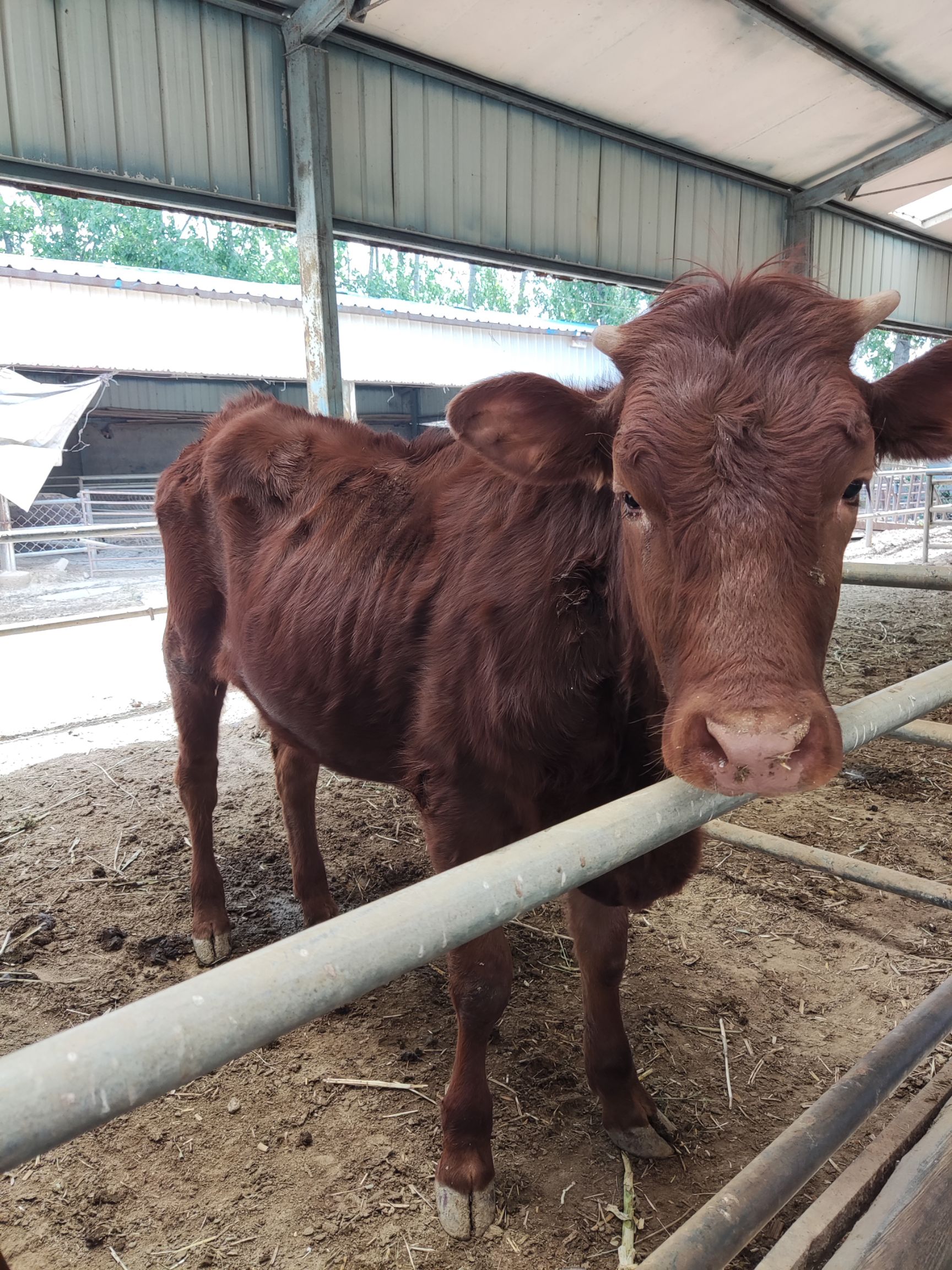 利木赞牛，长势快，休形大，适应环境强，免费送货上门签约合同。