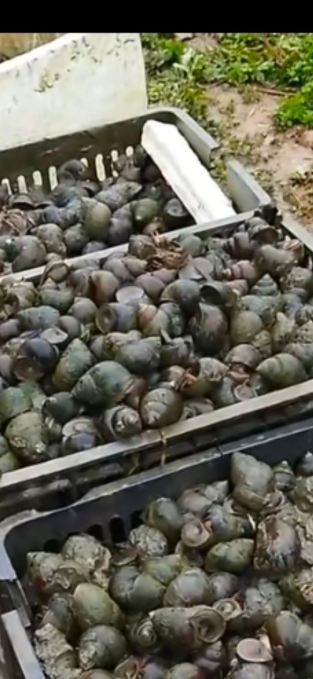 广西正宗大中小田螺    种螺  商品螺   石螺