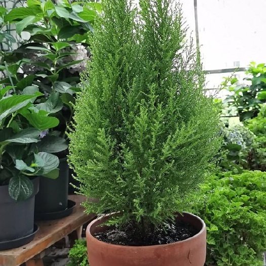柏树苗    柏树苗  松柏树苗，50苗起批，包邮费