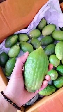 香水柠檬  5月29号摘果优惠13元一斤