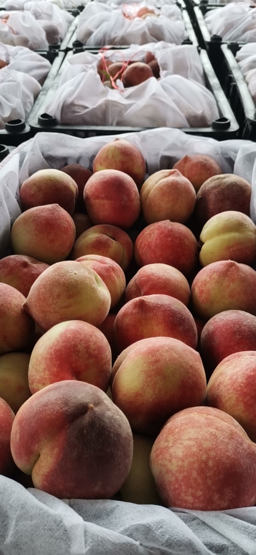 红不软桃  红冠毛挑 春雪 早红仙红桃已大量上市