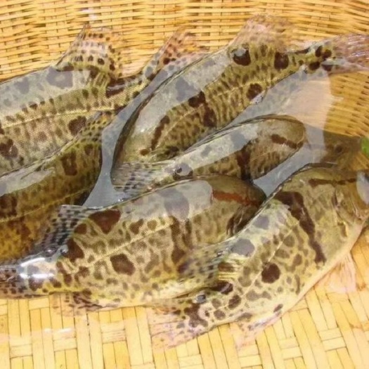 新沂市鱼苗 鳜鱼苗 淡水桂苗 优质鳜鱼苗批发