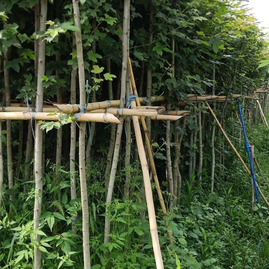 广州枫香树 三公分地径枫香