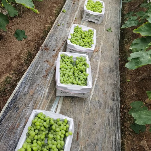 饶阳县维多利亚葡萄 冷棚葡萄大量上市品种齐全