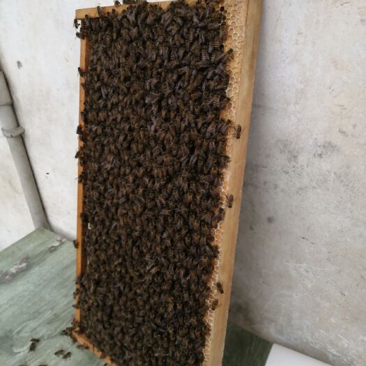 金堂县中华蜜蜂 高产优质无病能维持强群一箱起批。