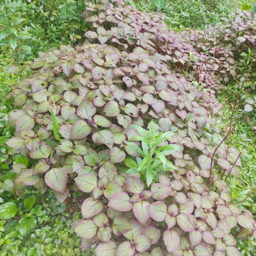 汨罗市新鲜紫苏  纯野生紫苏，不打药，不施肥。