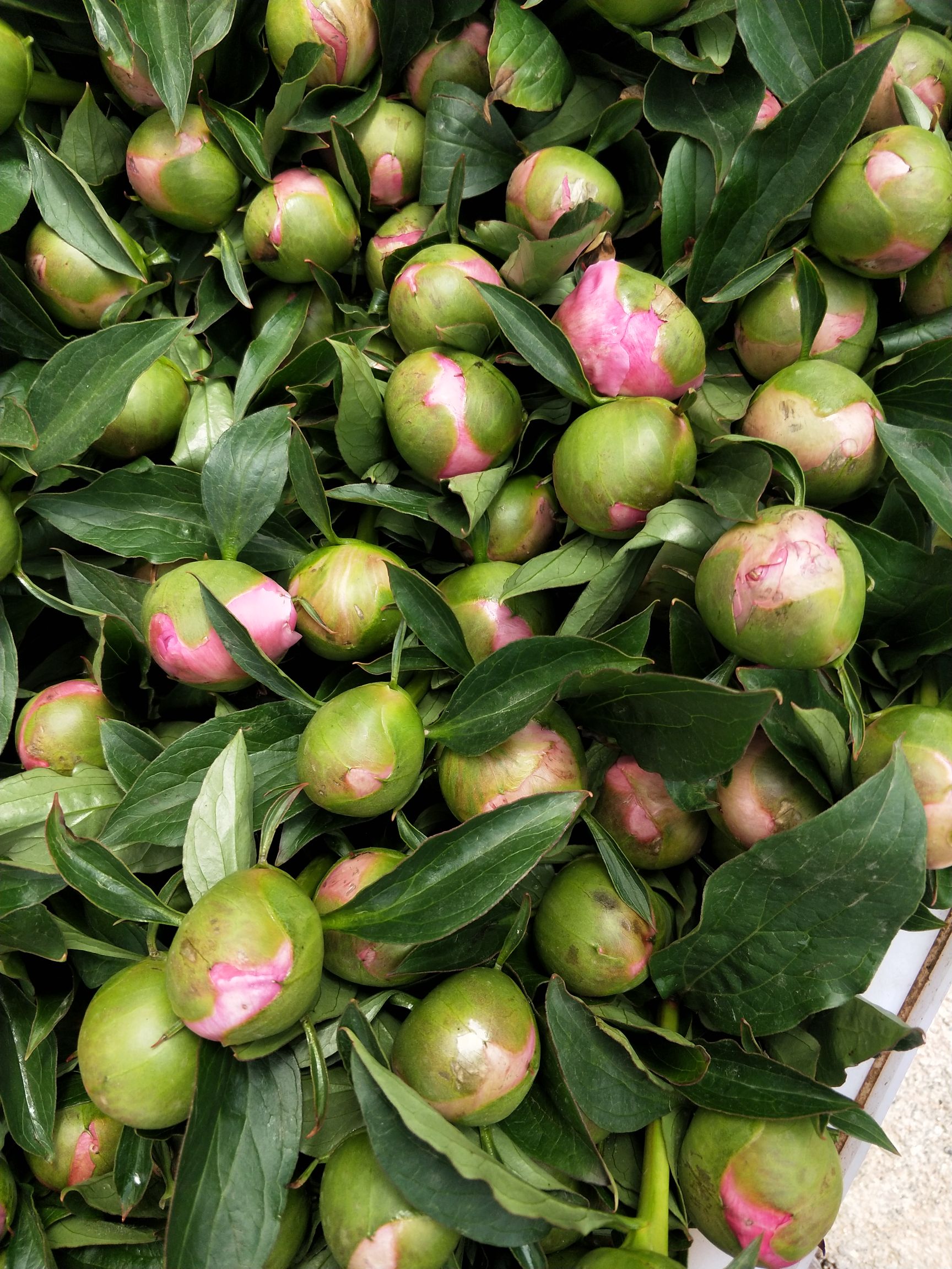 美丽芍药  芍药鲜切花