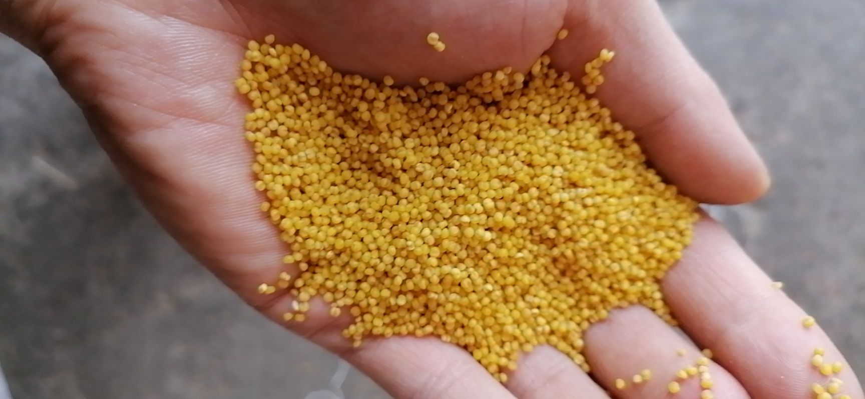 黄小米  2025年新米山西正宗沁州黄自产自销无污染食品，营