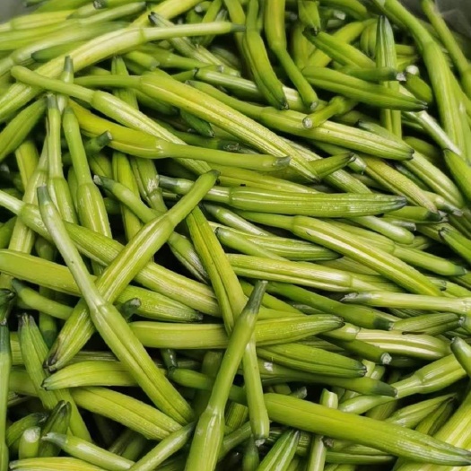 淄博新鲜黄花菜  精品鲜黄花菜