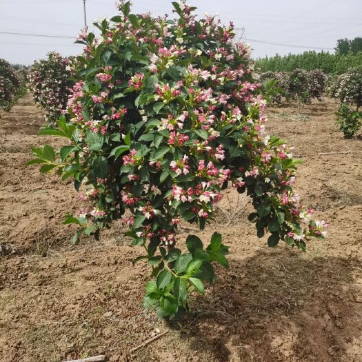 沭阳县锦带花 1~1.5米