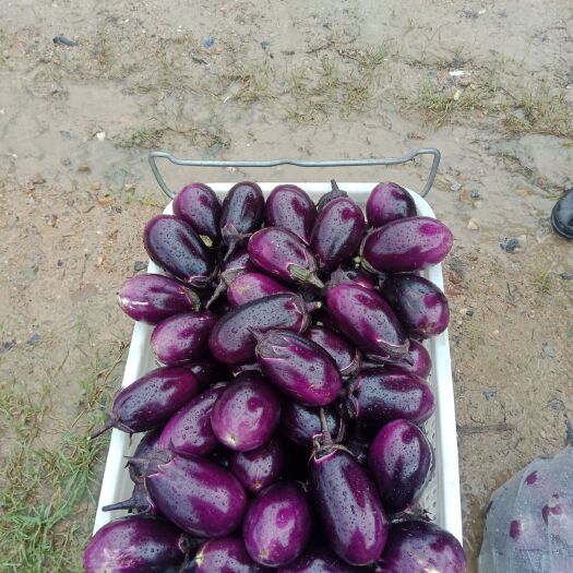 芦溪县青底青肉茄  江西本地茄子