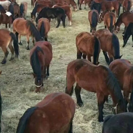 礼县甘肃肉马马驹子代办