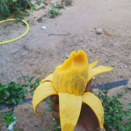 三亚 三亚贵妃芒